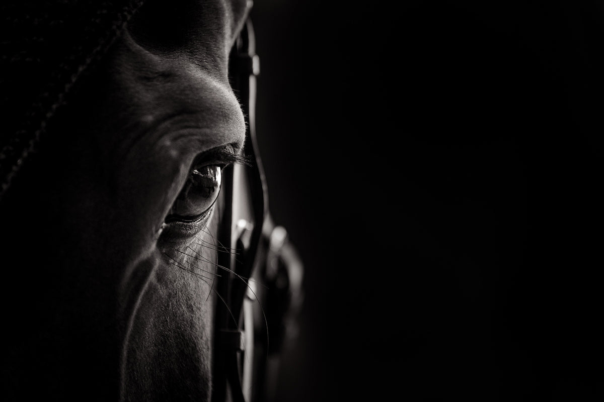 Cheval – Photographie de Christophe Tanière