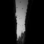 Envol - Photographie par Meunier