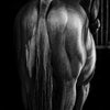 Epure animale - Photographie par Taniere