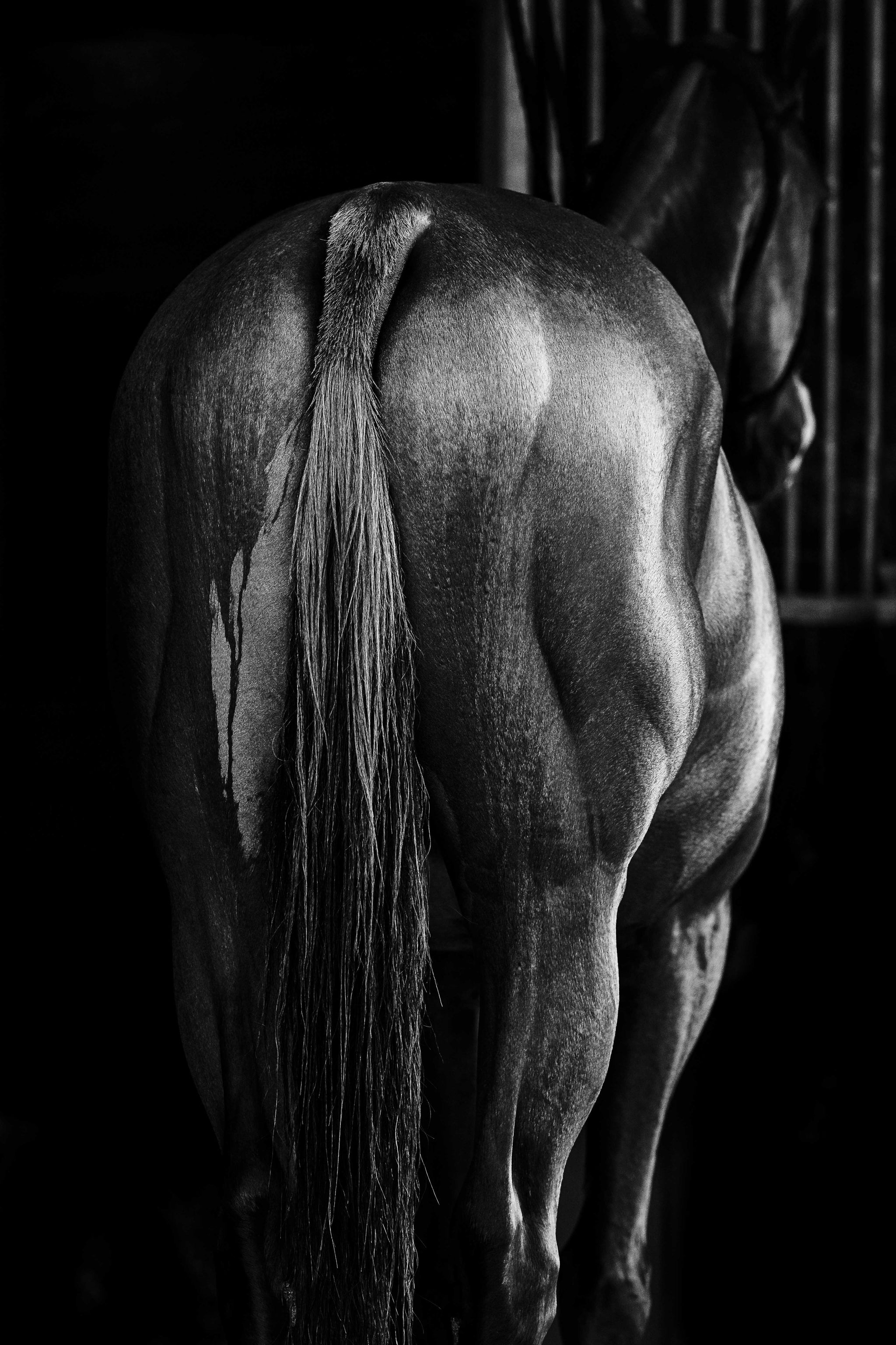 Epure animale - Photographie par Taniere