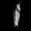 La pensée du cheval - Photographie par Taniere