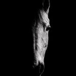 La pensée du cheval - Photographie par Taniere