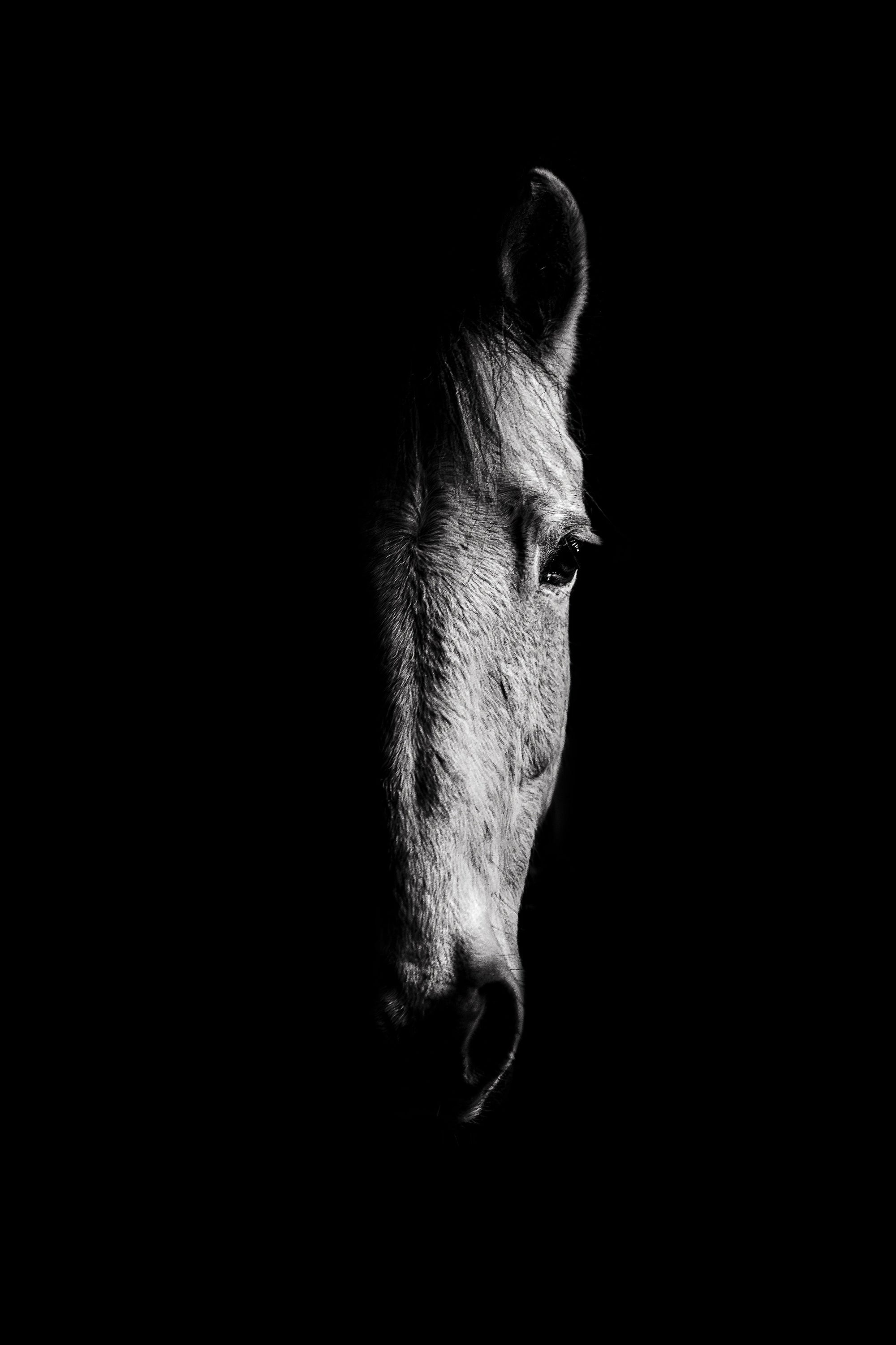 La pensée du cheval - Photographie par Taniere