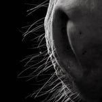 Le frisson du vivant - Photographie par Taniere