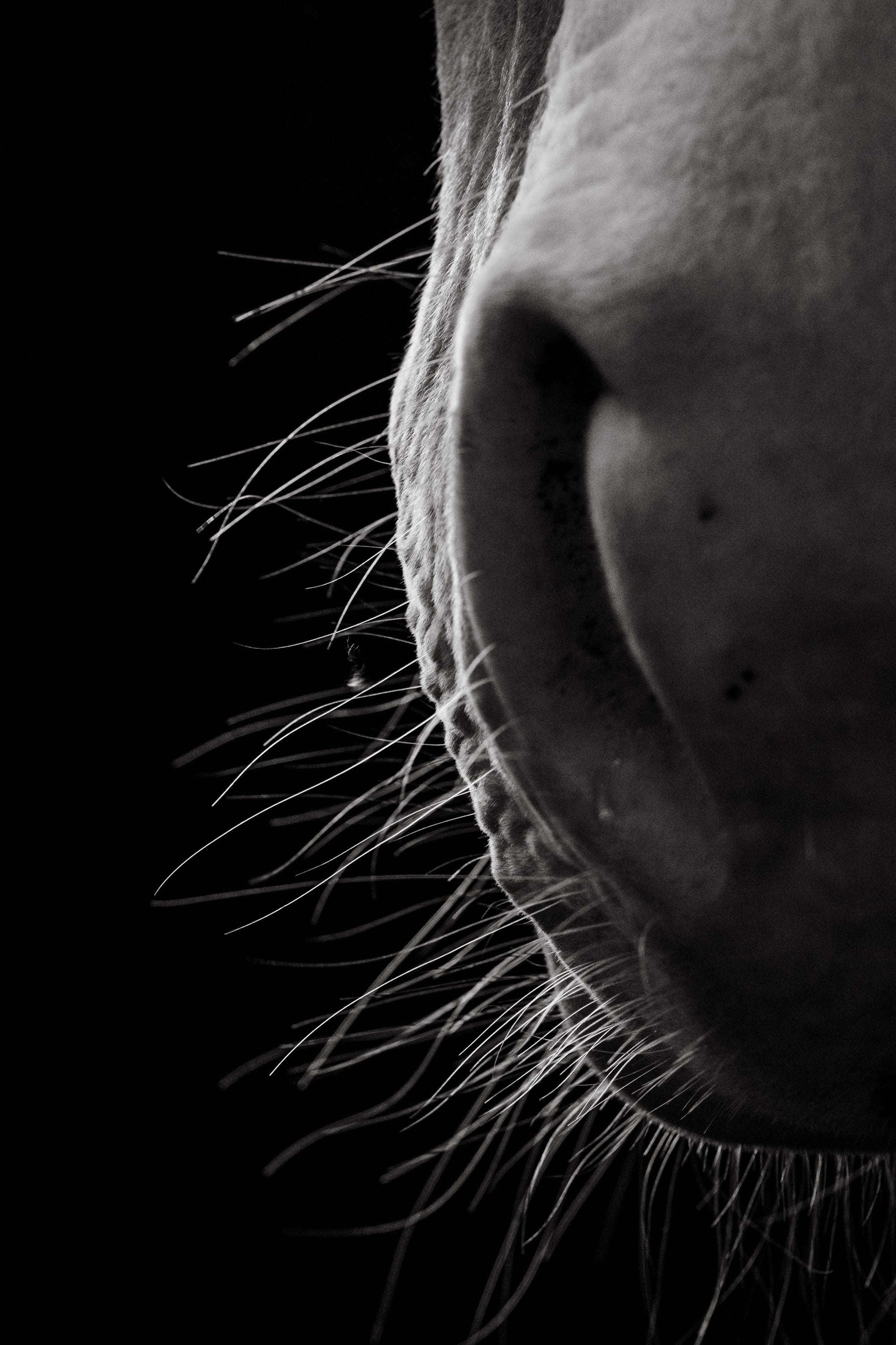 Le frisson du vivant - Photographie par Taniere