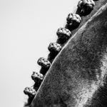 Ligne de vie, ligne de crinière - Photographie par Taniere