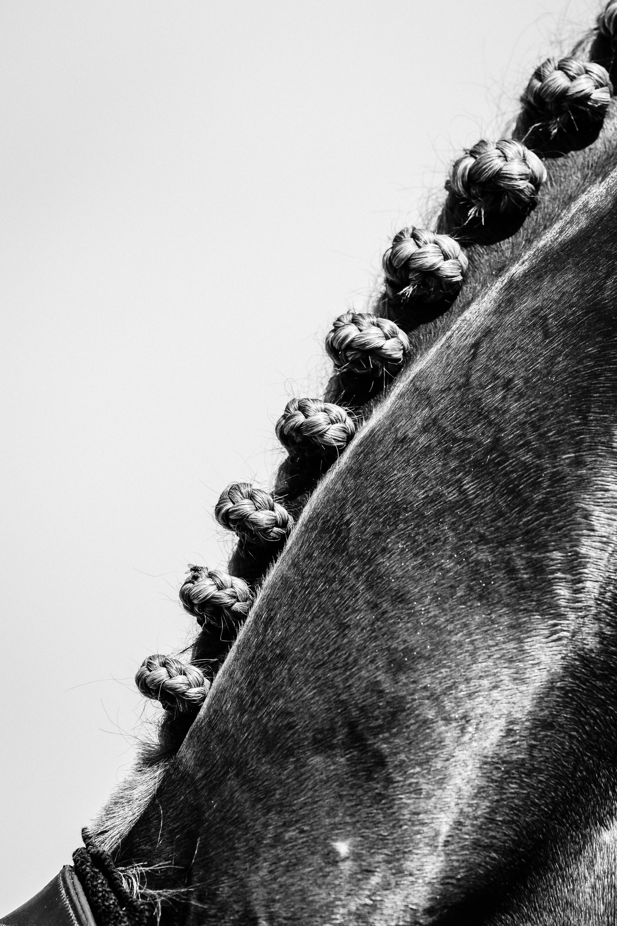 Ligne de vie, ligne de crinière - Photographie par Taniere