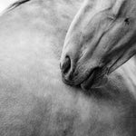 Peau contre peau - Photographie par Taniere