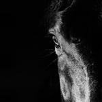 Présence - Photographie par Taniere