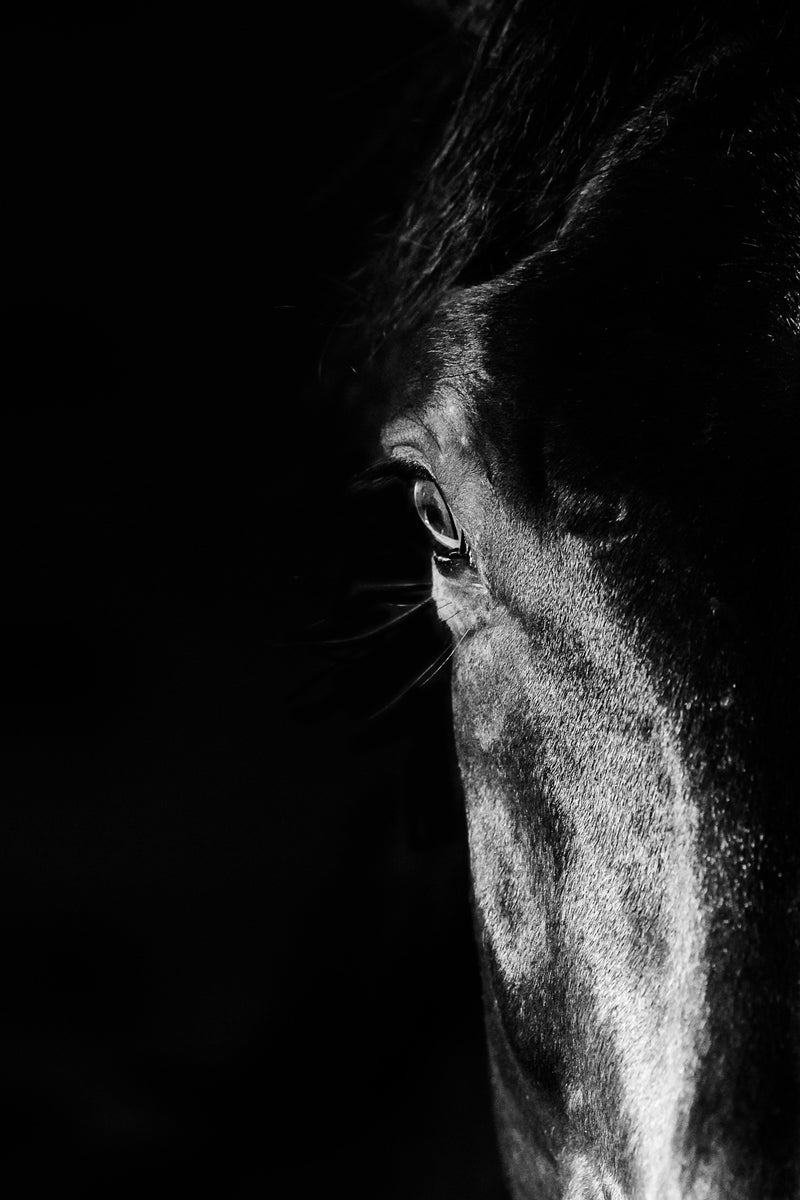 Présence - Photographie par Taniere