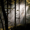 Quête de la lumière - 1 - Photographie par Kam