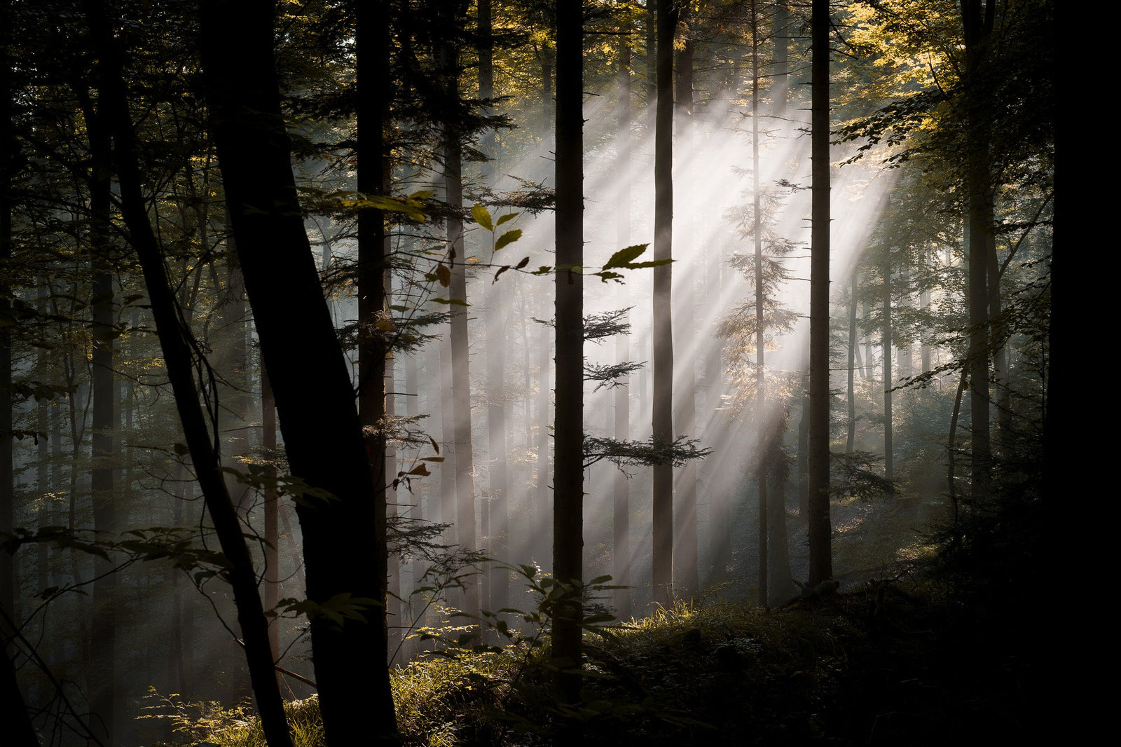 Quête de la lumière - 1 - Photographie par Kam