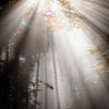 Quête de la lumière - 5 - Photographie par Kam