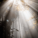 Quête de la lumière - 5 - Photographie par Kam