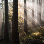 Quête de la lumière - 6 - Photographie par Kam