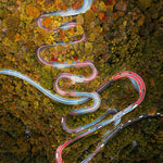 Snake Road - Photographie par Salmon