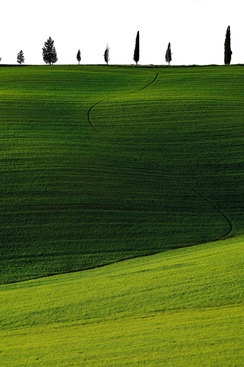 Vert - Photographie par Castes