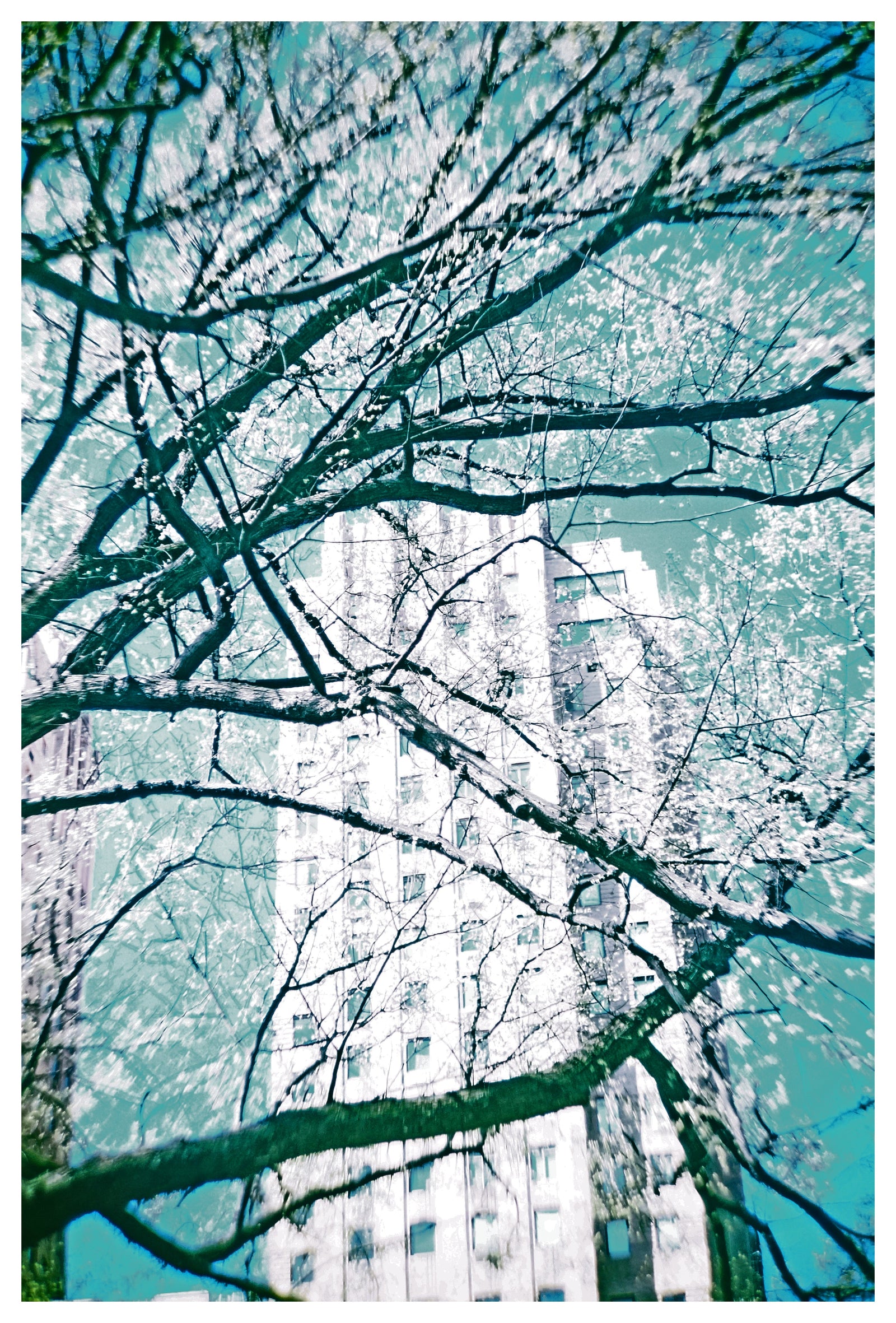 White - Photographie par Delacote