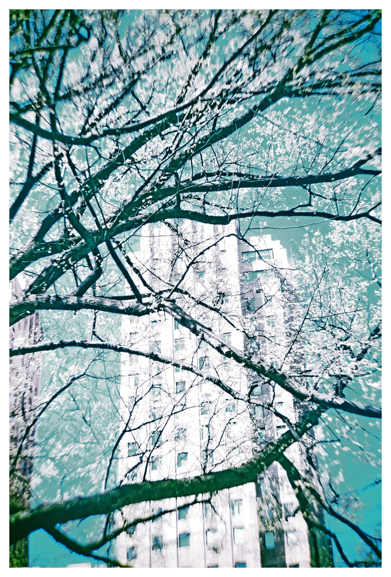 White - Photographie par Delacote